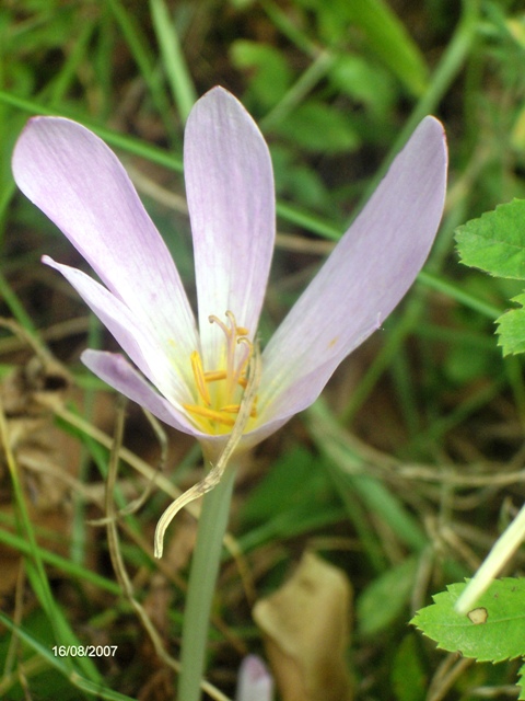 Colchicum autmnale / Colchico autunnale